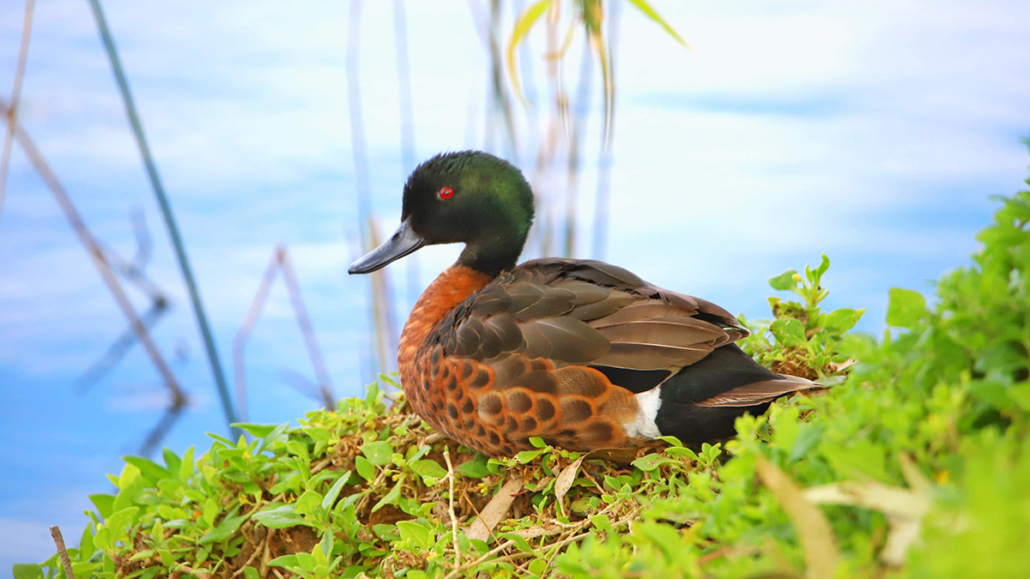 Victoria Duck Hunting: Conservationists Face Criticism Once Again