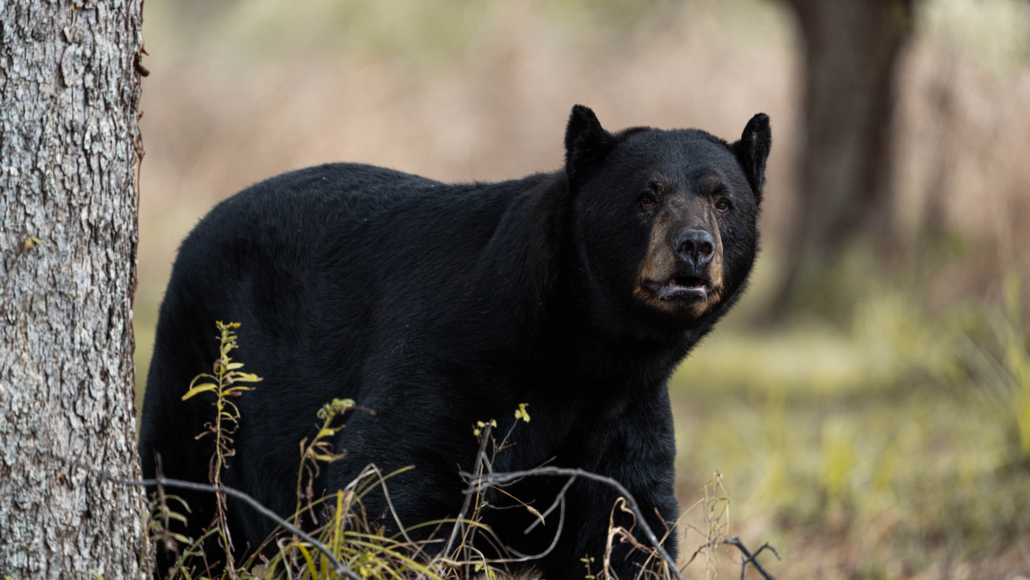 Louisiana Black Bears: A Conservation Success Story