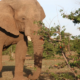 Elephant hunting and conservation - Response