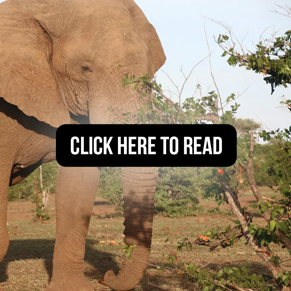 Elephant hunting and conservation - Response click here to read