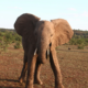 Older bull elephants control young males