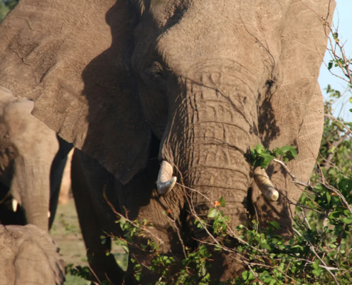 The Amboseli Elephants- A Long-term Perspective on a Long-lived Mammal