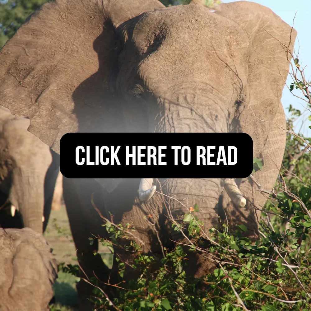 The Amboseli Elephants- A Long-term Perspective on a Long-lived Mammal read more