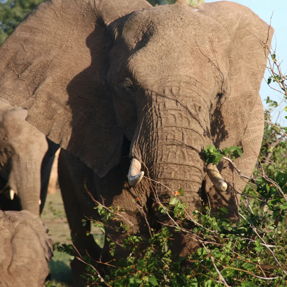 The Amboseli Elephants- A Long-term Perspective on a Long-lived Mammal
