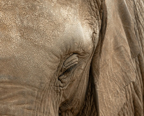 The demography of an African elephant Loxodonta africana population in Amboseli Kenya