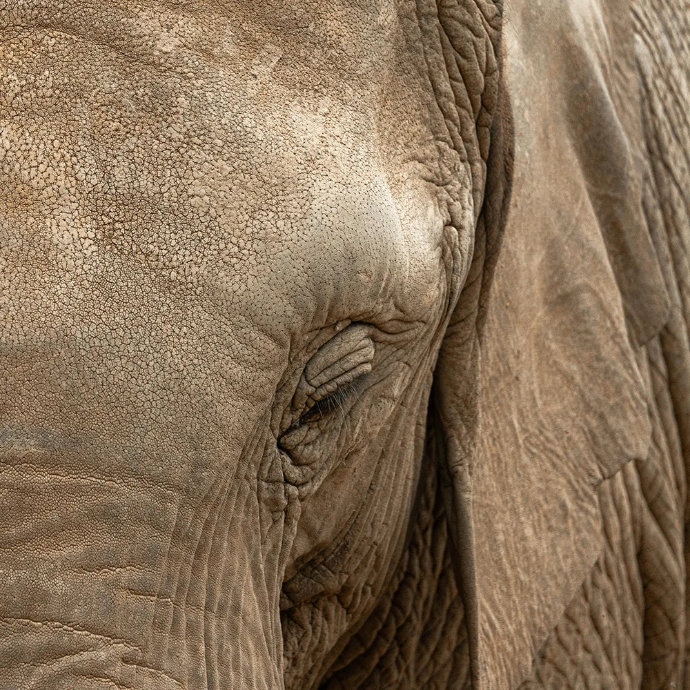 The demography of an African elephant Loxodonta africana population in Amboseli Kenya