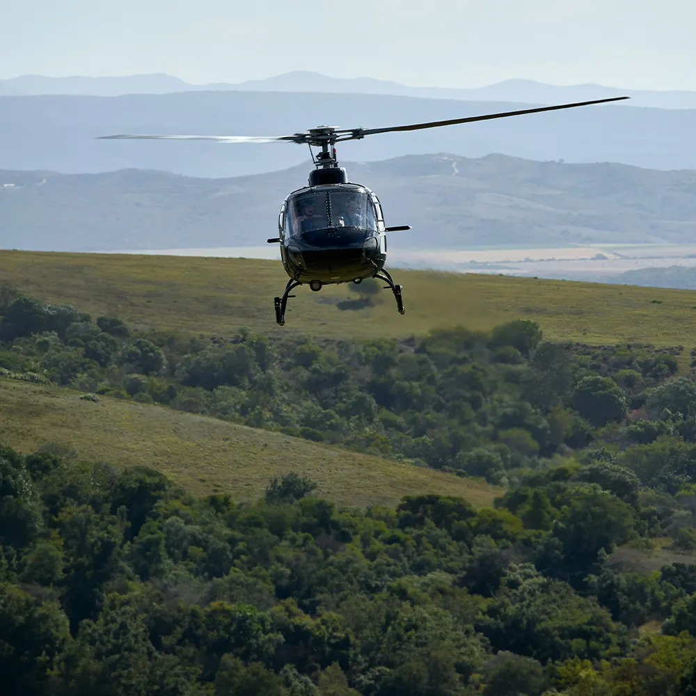 Thermal aerial culling for the control of vertebrate pest populations