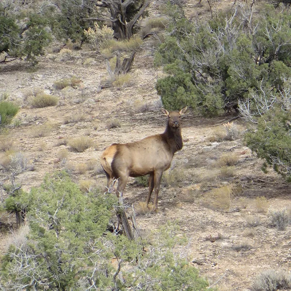 colorado cow elk hunt blood origins supporter giveaway