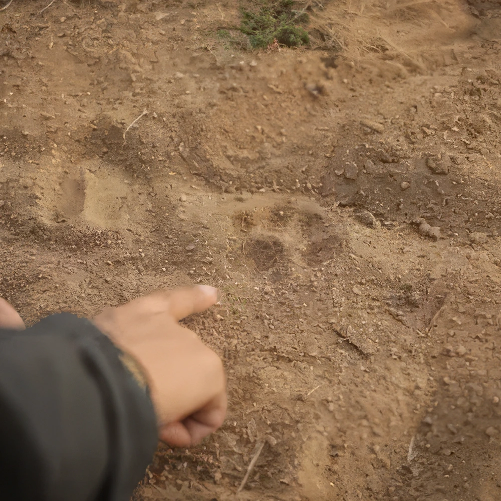 The Comeback Cat- Spain’s Iberian lynx