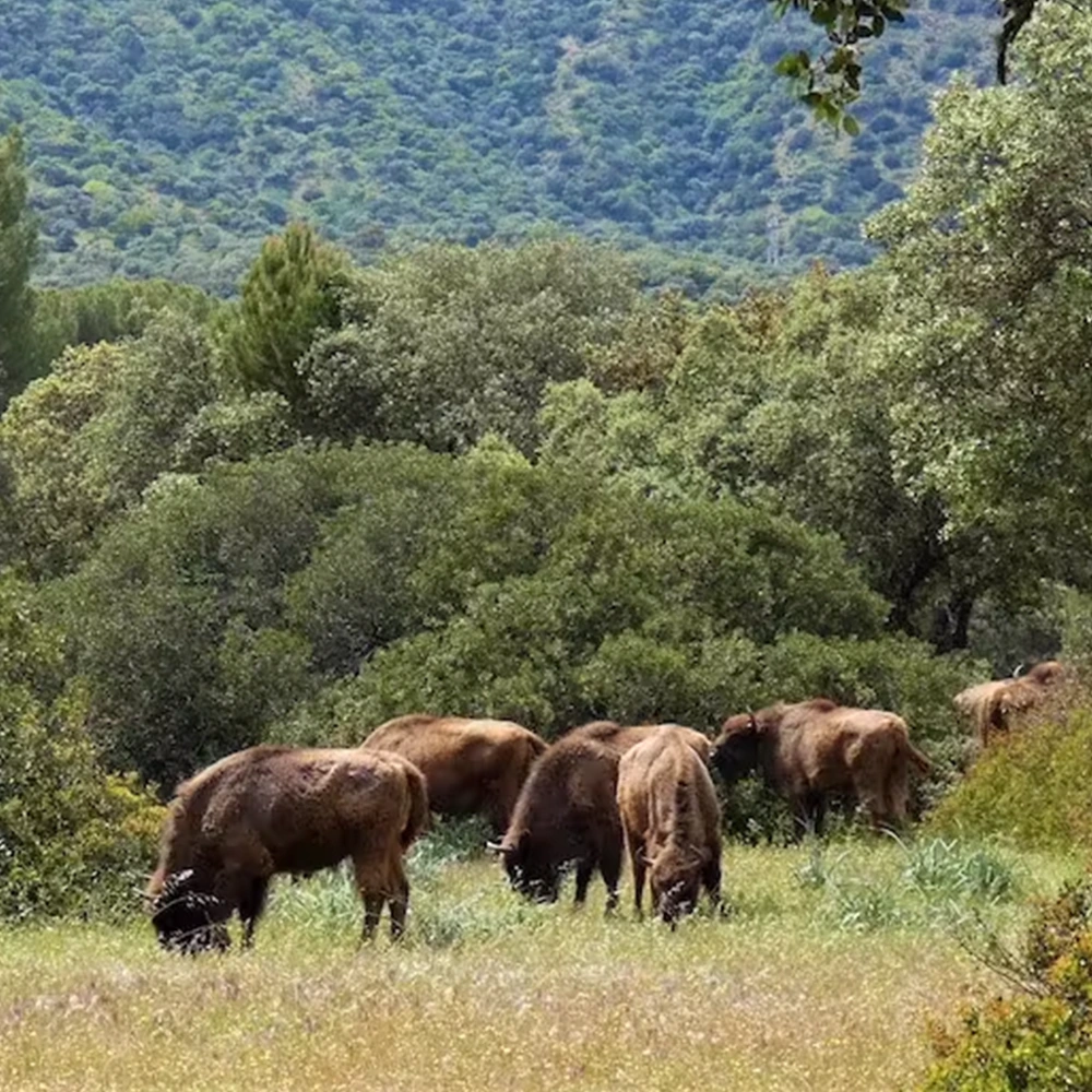 encinarejo ourfitters monitoring reintroduced european bison project
