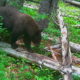 Spring Awakening Bears emerge to forage intensely - lethargy is a myth