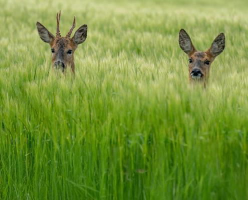 The prohibition of recreational hunting of wild ungulates in Spanish National Parks- Challenges and opportunities