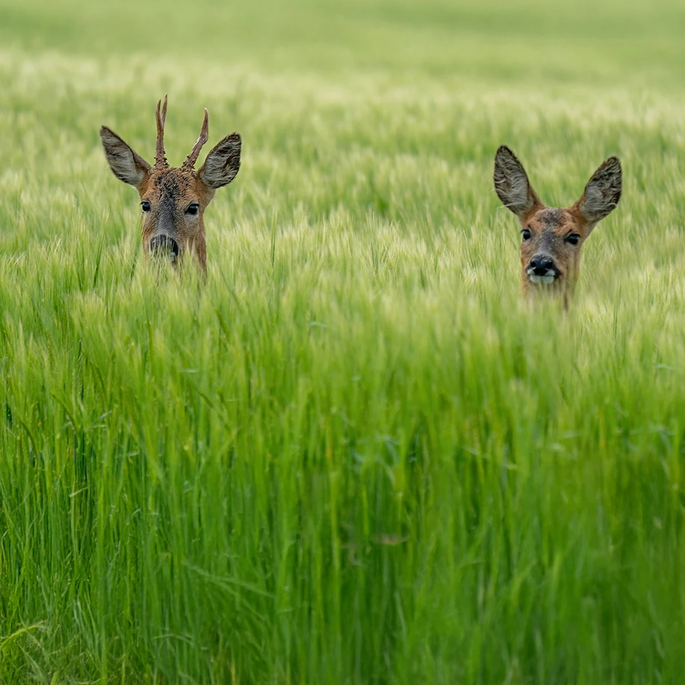 The prohibition of recreational hunting of wild ungulates in Spanish National Parks- Challenges and opportunities