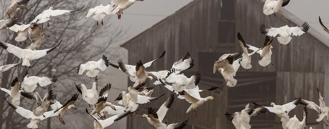 are waterfowl spreading avian flu