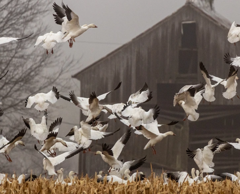 are waterfowl spreading avian flu