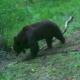 blood-origins-hunting-black-bears-in-the-spring-season