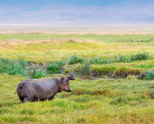 Present distribution of common hippopotamus populations in southern Africa, and the need for a centralised database