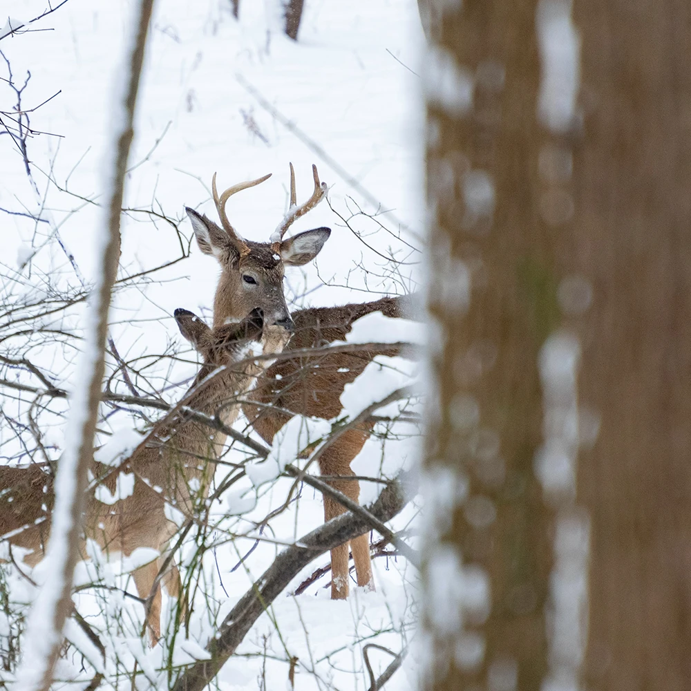 Wild harvests could aid food insecurity and reduce wildlife hyperabundance