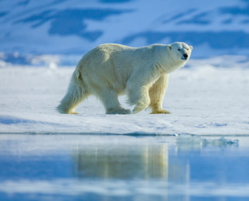 blood-origins-Should Canada Hunt More Polar Bears