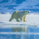 blood-origins-Should Canada Hunt More Polar Bears