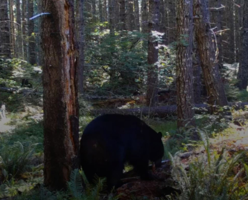 florida bear story