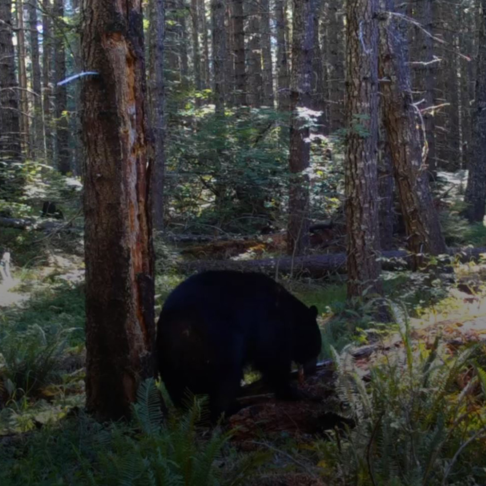 florida bear story