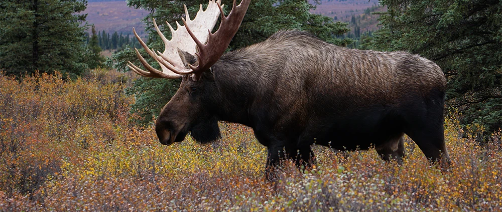 blood-origins-more-moose-wolves-predation-feature
