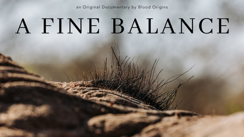 A Fine Balance: A Story of Elephants, People, and Perspective