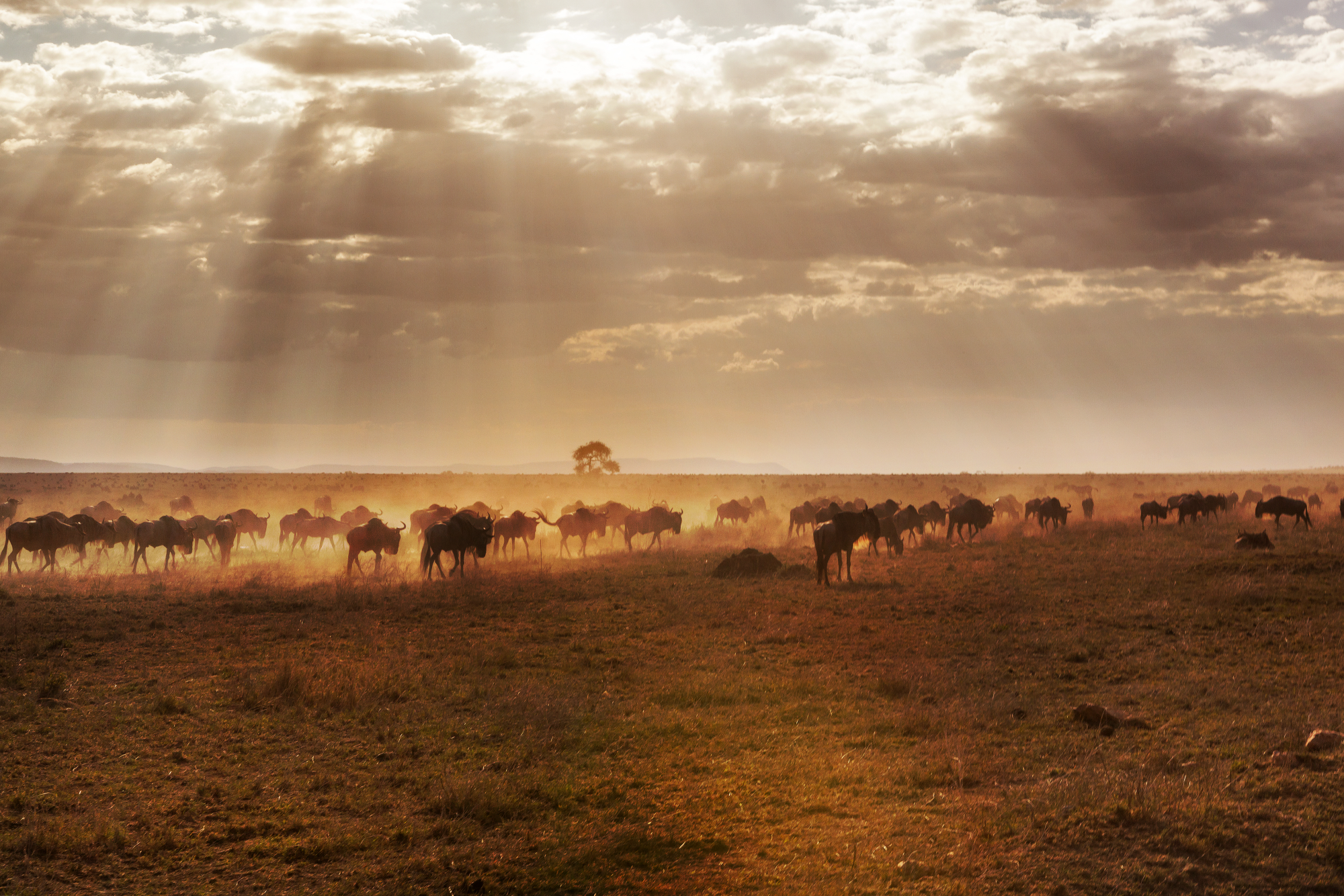 Bison in field