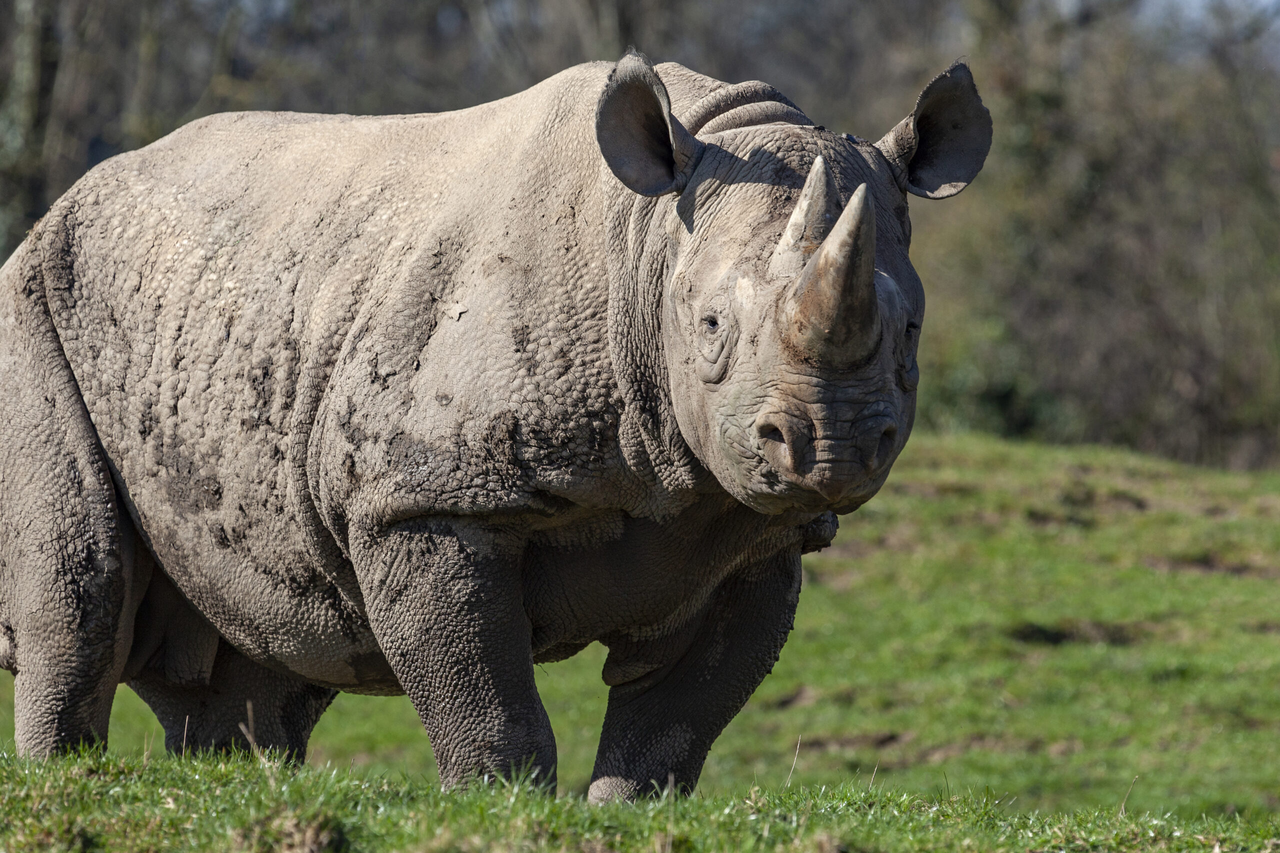 Debunking the Allee Effect in Trophy Hunting: The Case for Governance-Driven Conservation