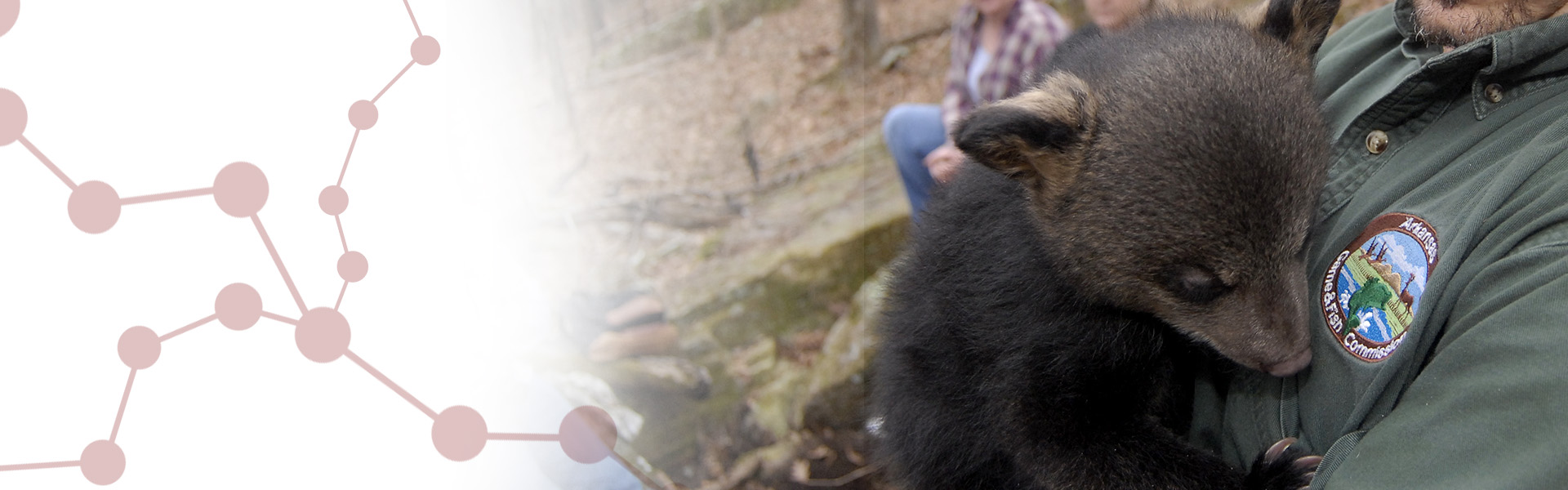 Project: Arkansas Black Bear Collaring