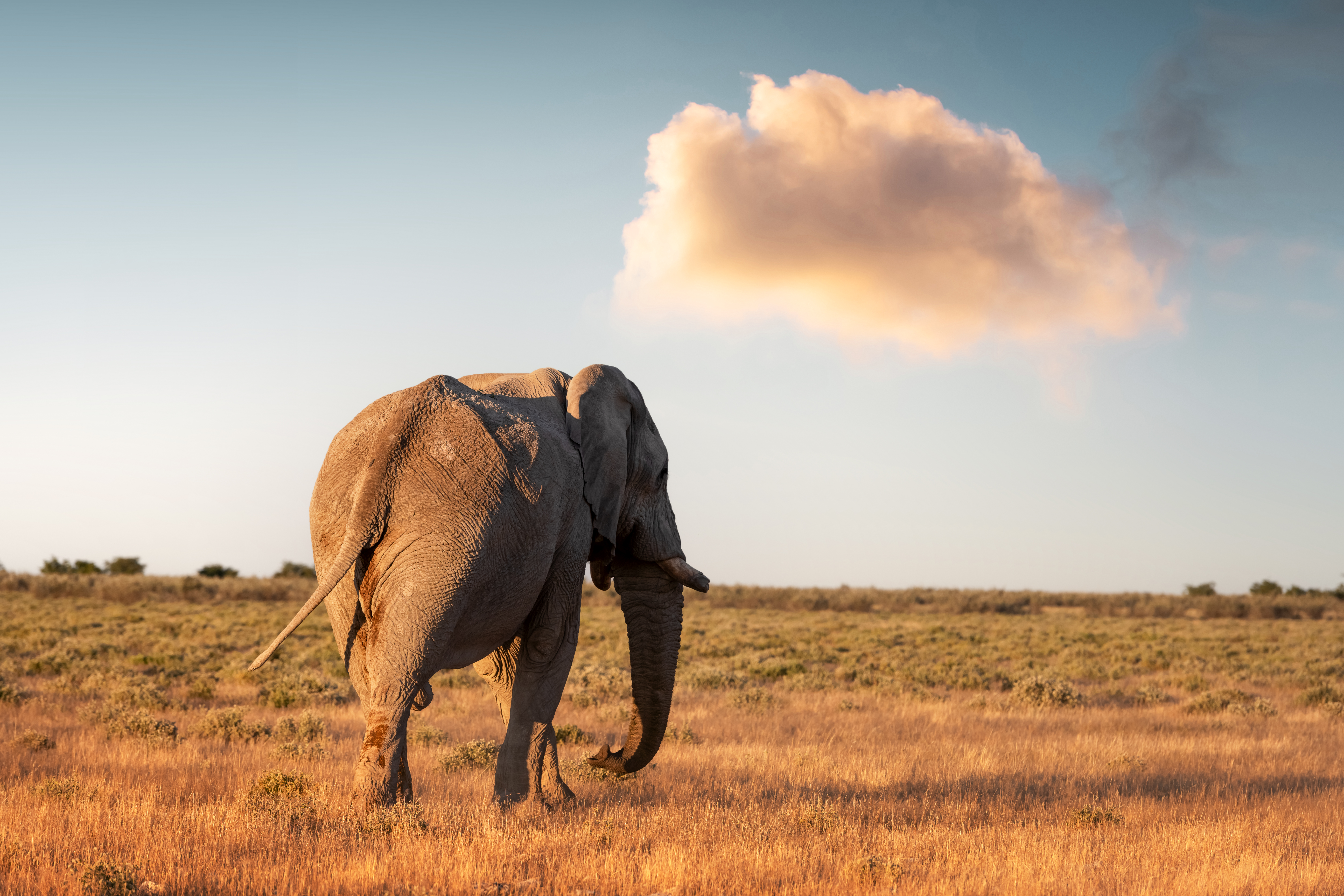 A Decade of U.S. Trophy Imports: Scale, Species & Conservation Implications