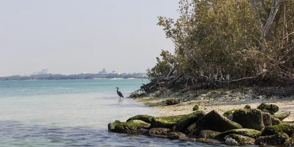 Conservation Partner: DSC Central Florida