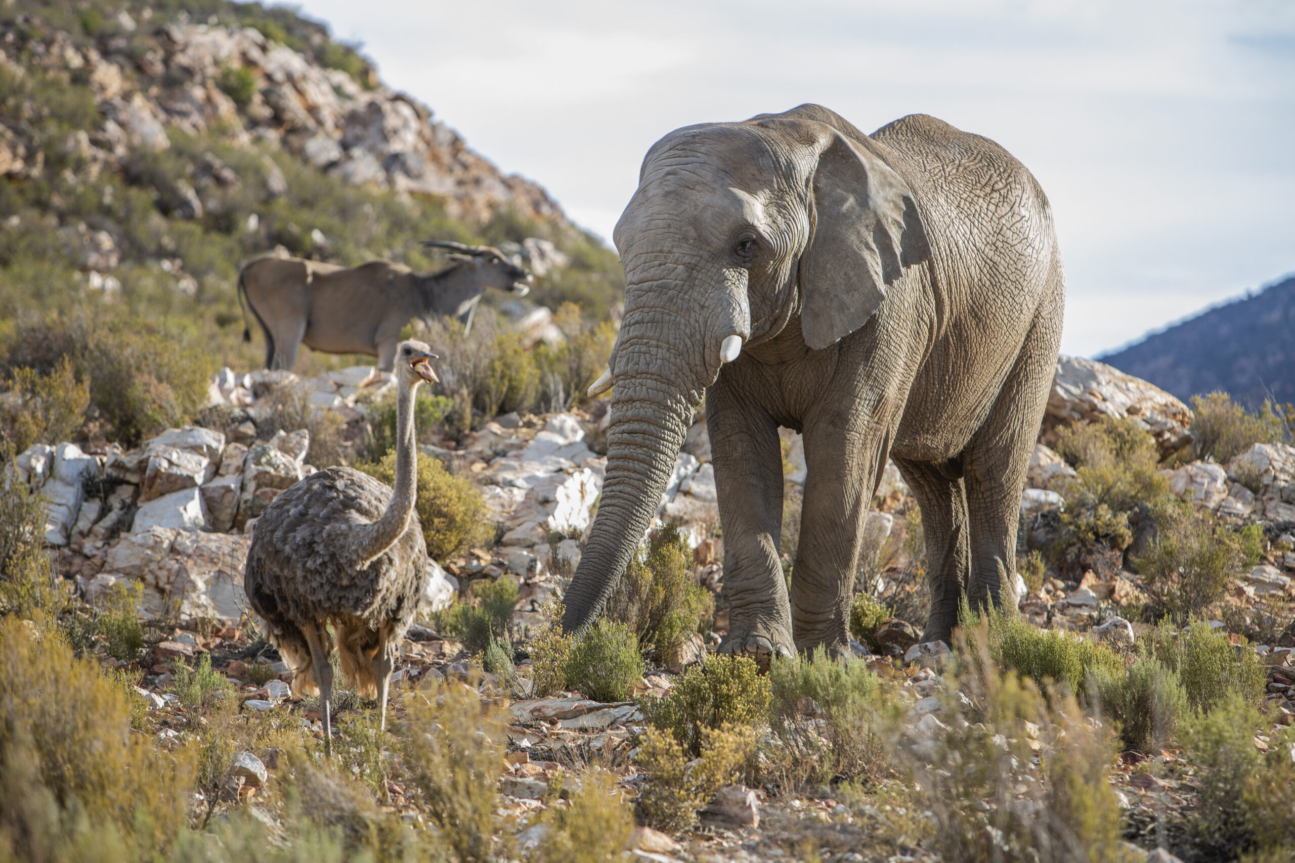 Trophy Hunting and Sustainable Wildlife Management: Supporting Conservation and Community Livelihoods