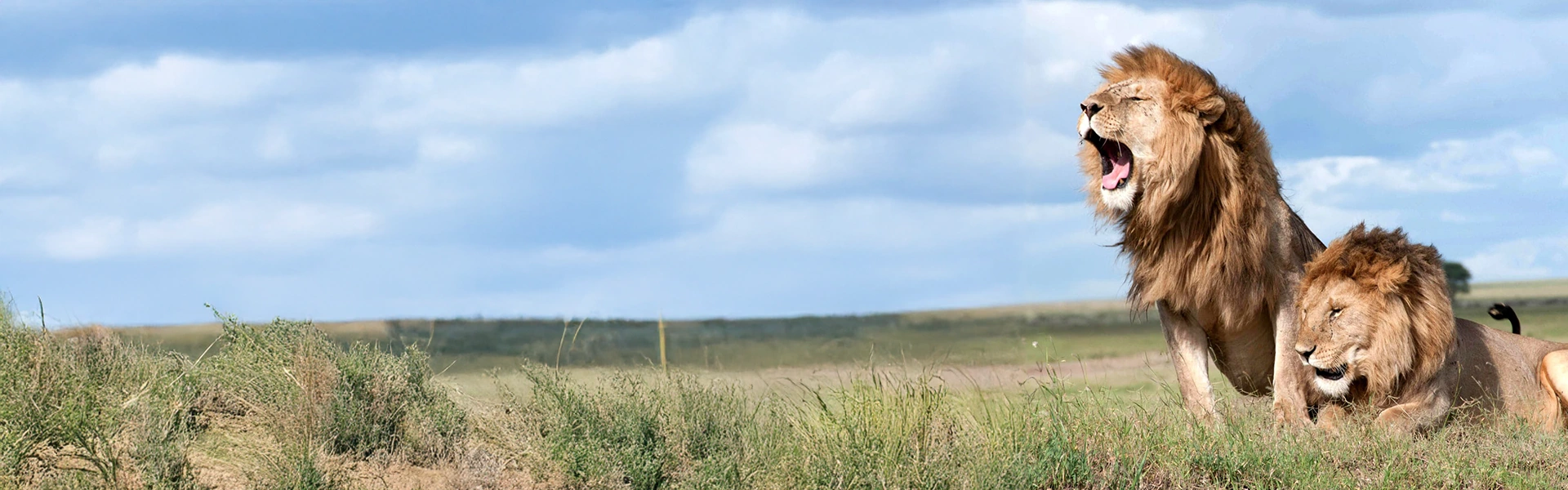 Conservation Partner: Adam Clements Safari Trackers