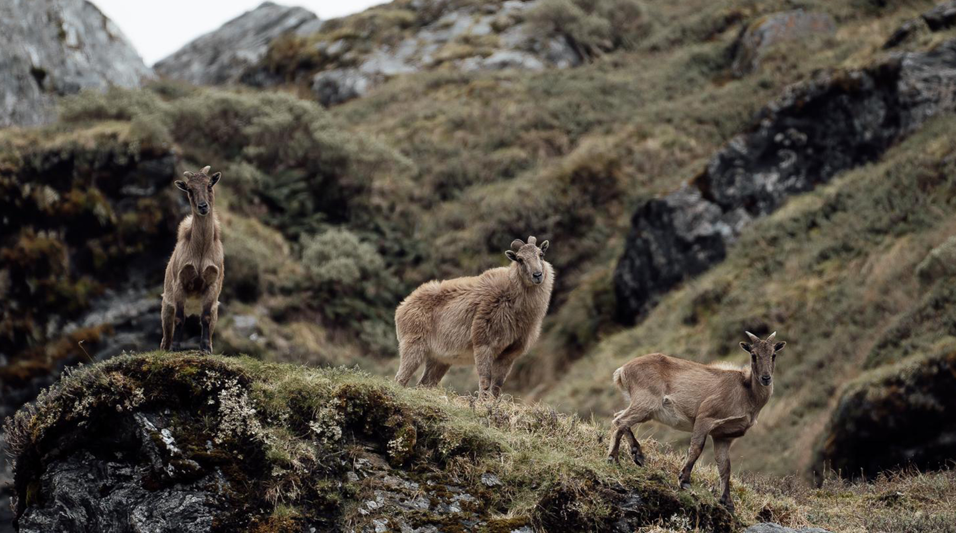Project: Tahr Project