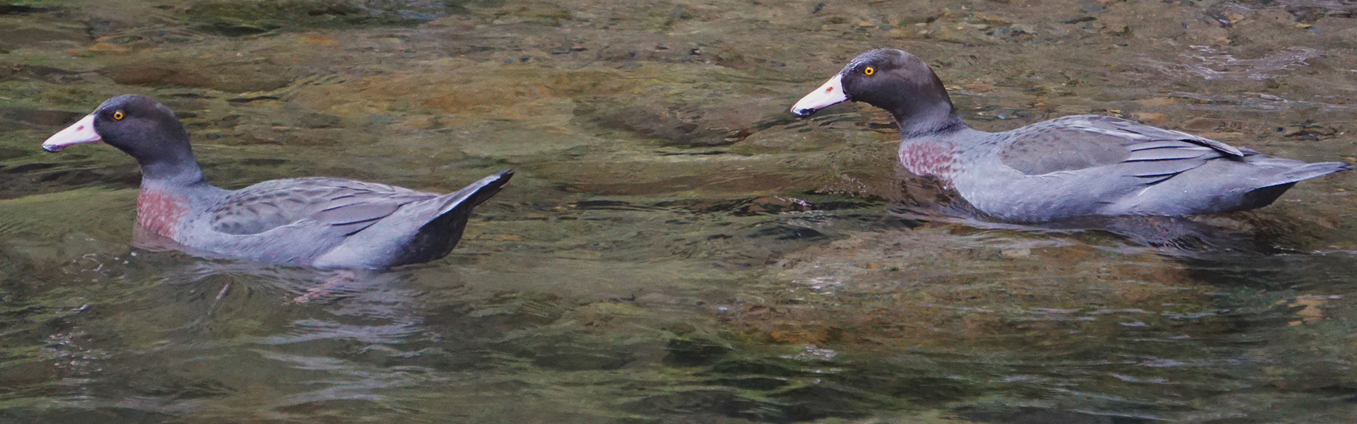 Project: Whio vs Stoats – A Conservation Battle